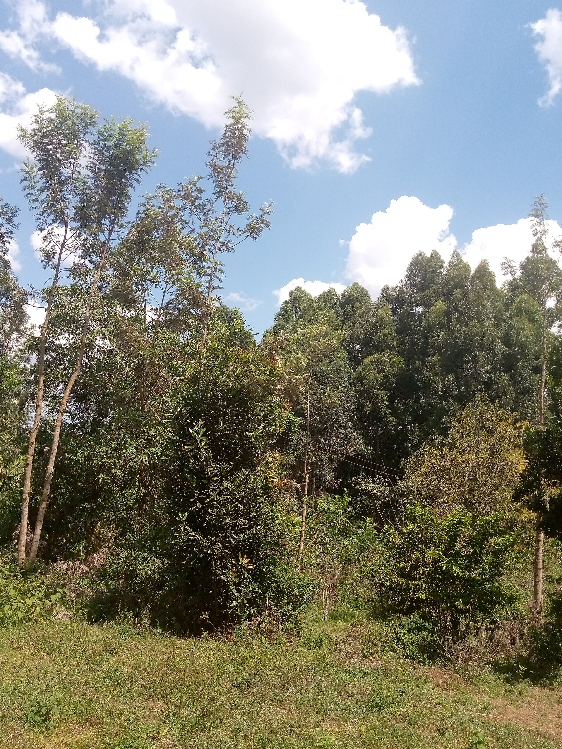Agriculture — Embu