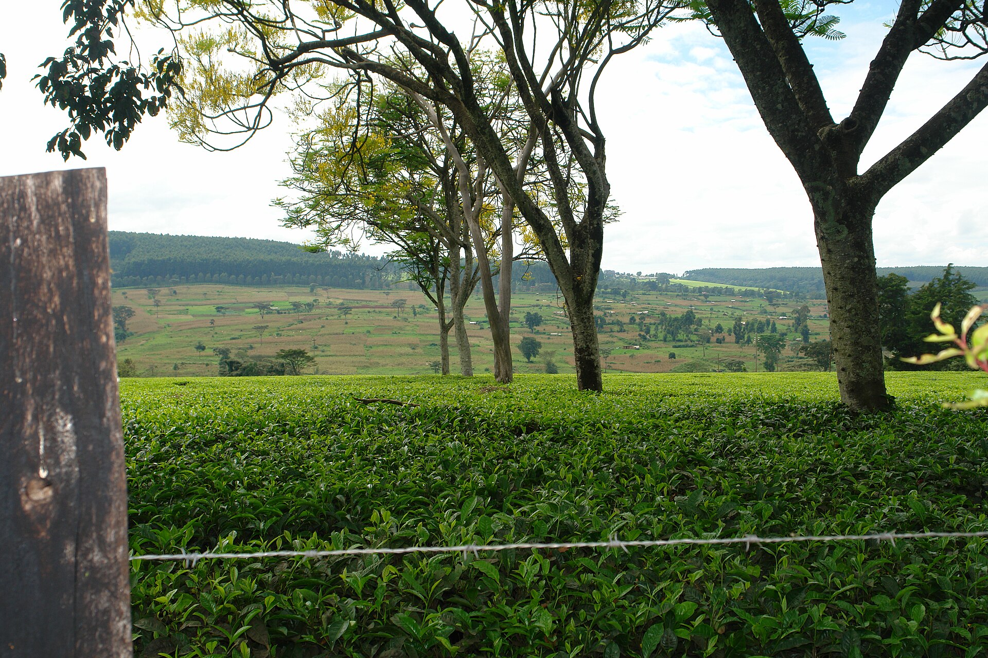 Tourism — Kericho
