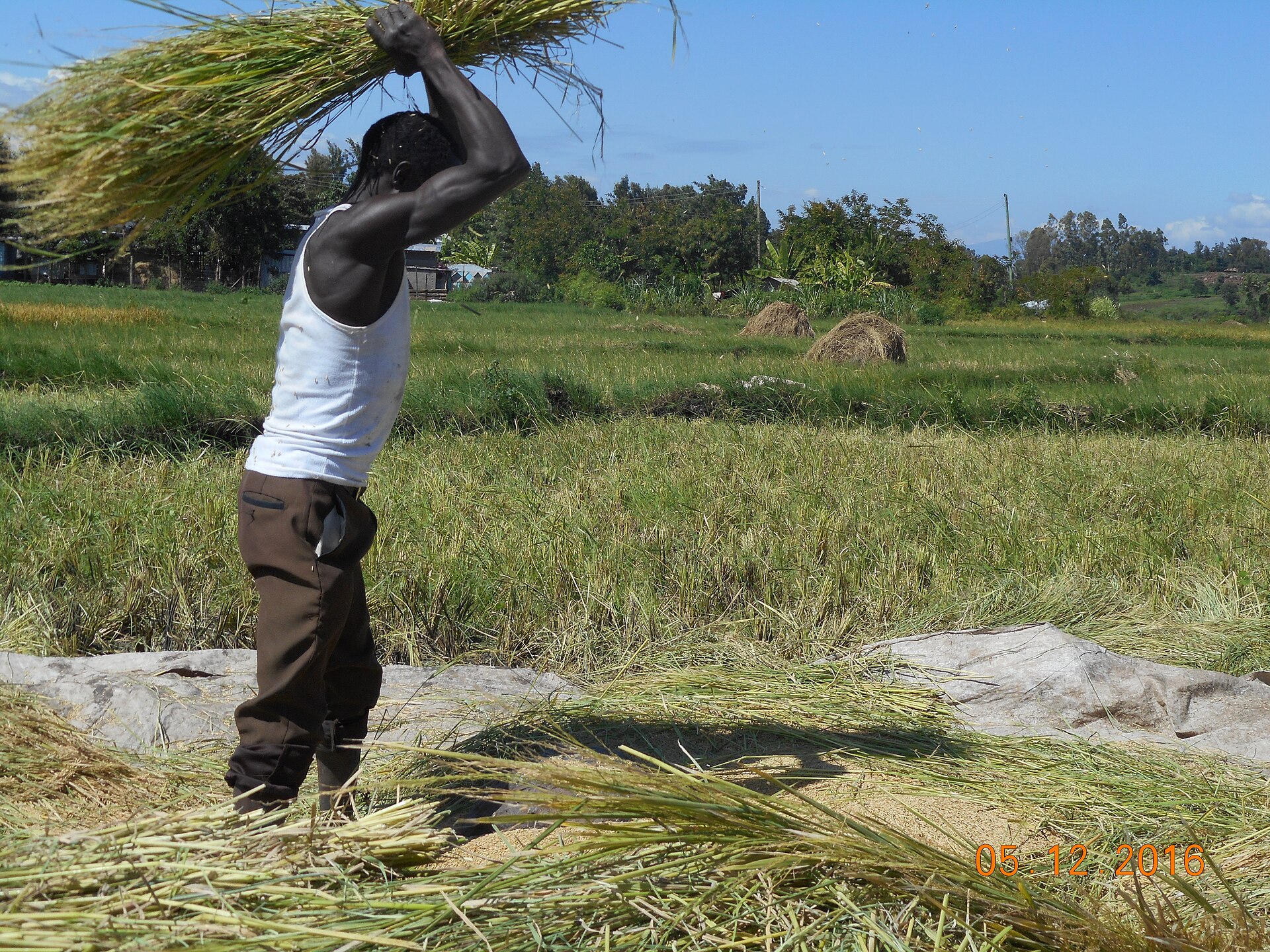 Trade & Products — Kirinyaga