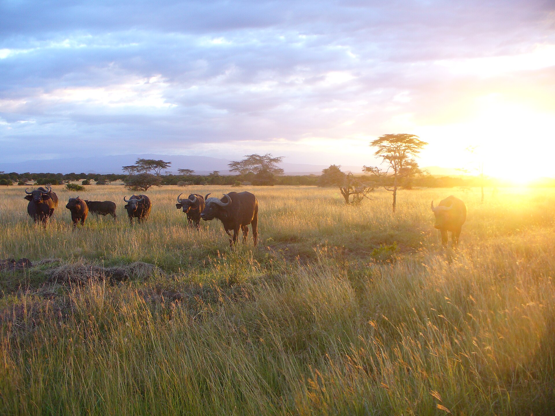 Agriculture — Laikipia