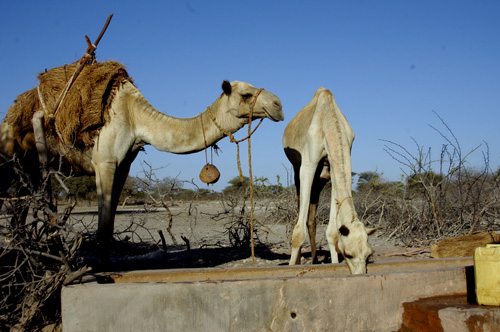 Trade & Products — Marsabit