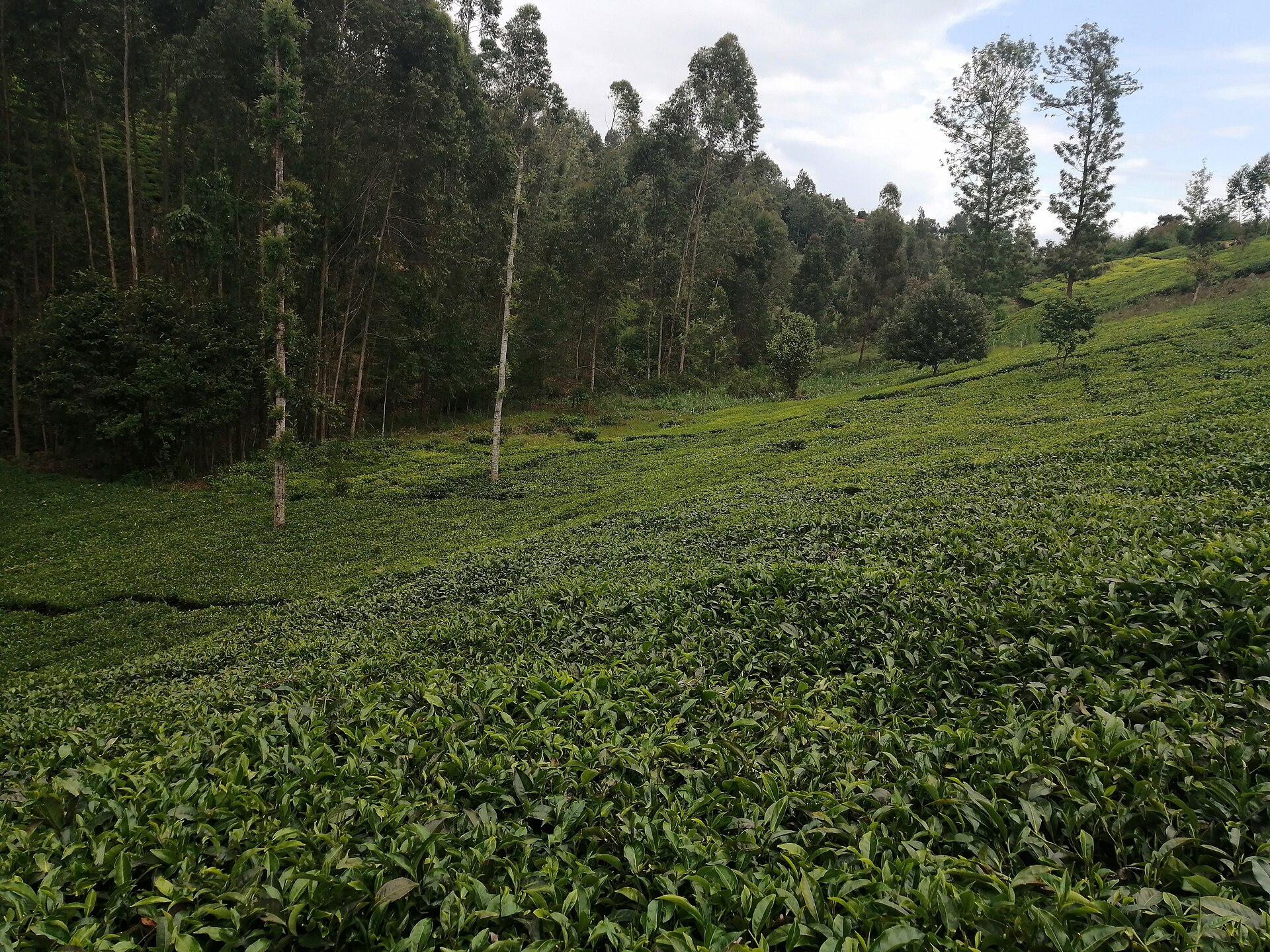 Trade & Products — Meru