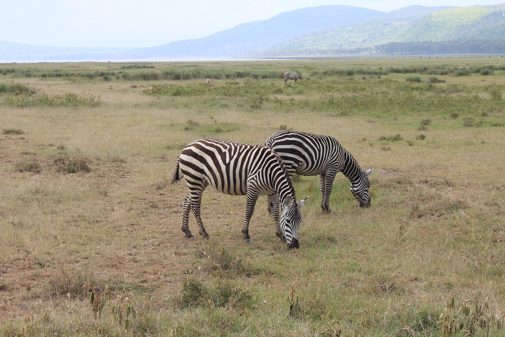 Hospitality — Nakuru