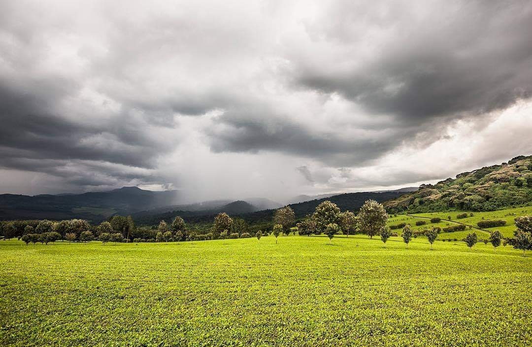 Agriculture — Nandi