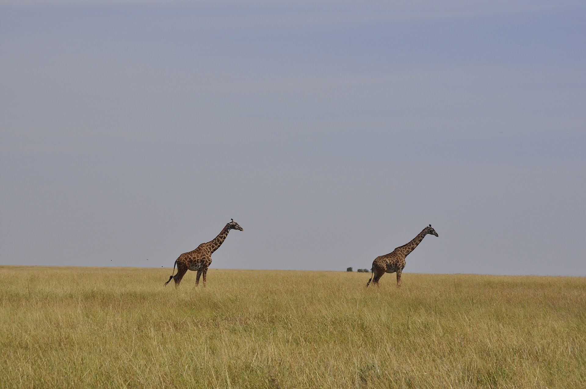 Education — Narok