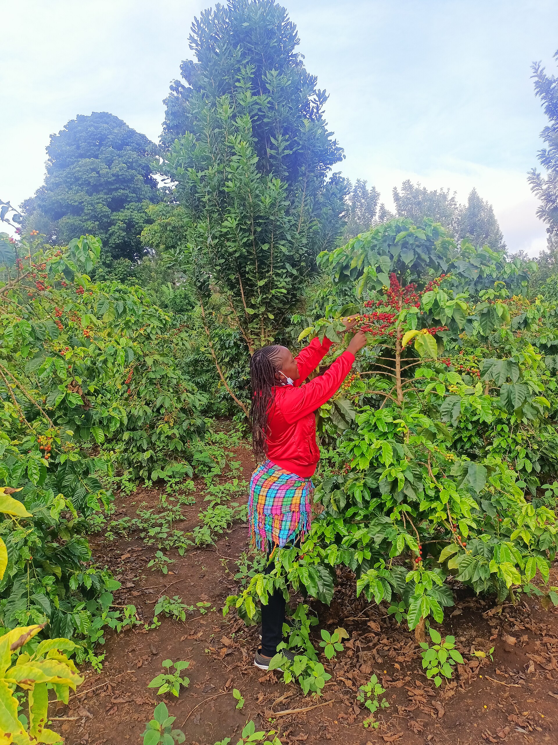 Agriculture — Tharaka-Nithi