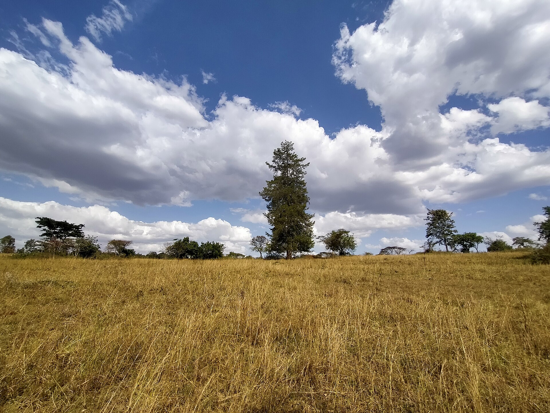 Hospitality — Trans Nzoia