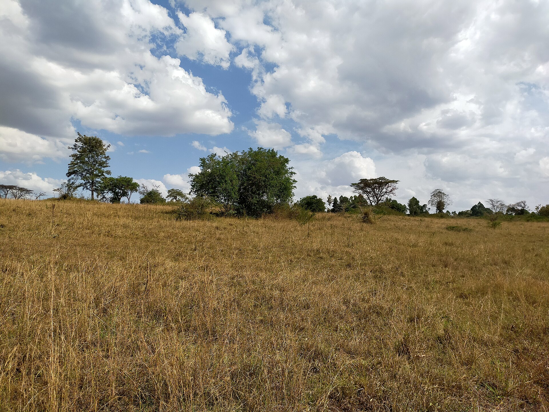 Trade & Products — Trans Nzoia