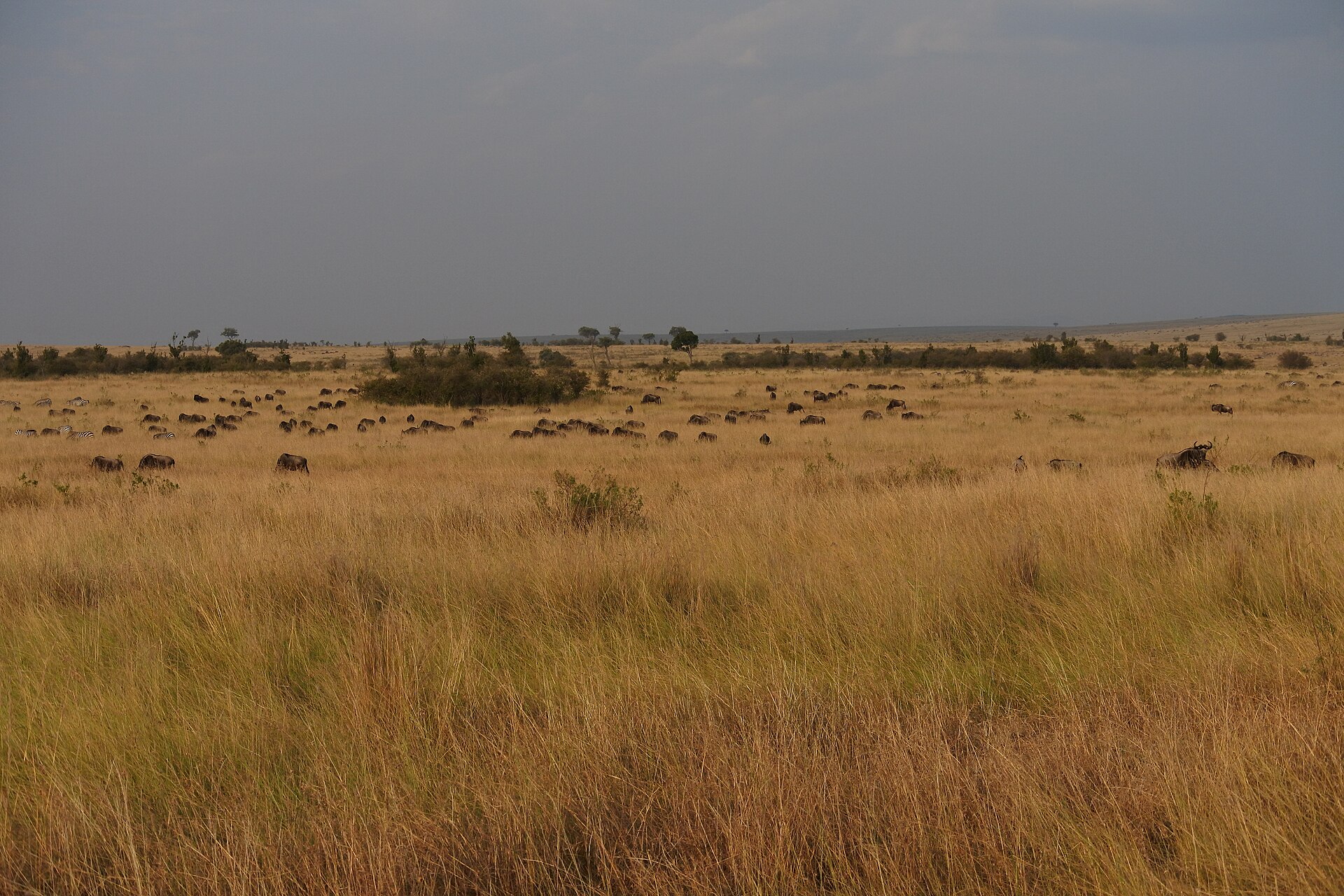 Agriculture — West Pokot